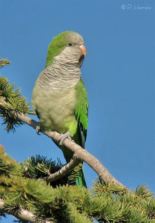 fotosricardo-h: COTORRA ARGENTINA - Monk Parakeet