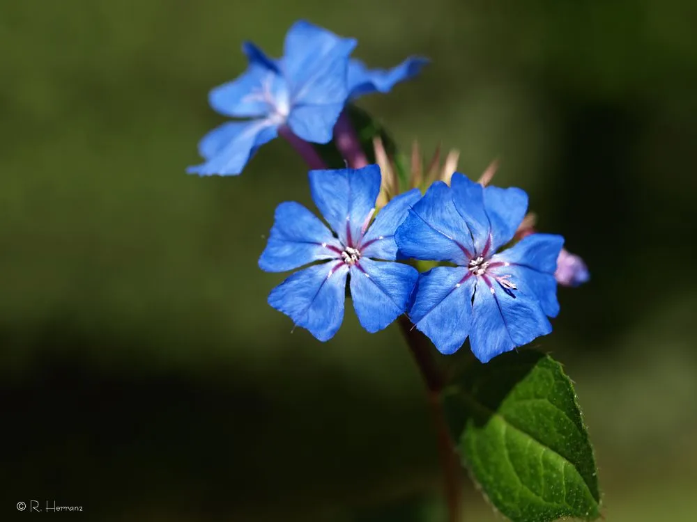 fotosricardo-h: FLORES SILVESTRES V - Wild Flowers V