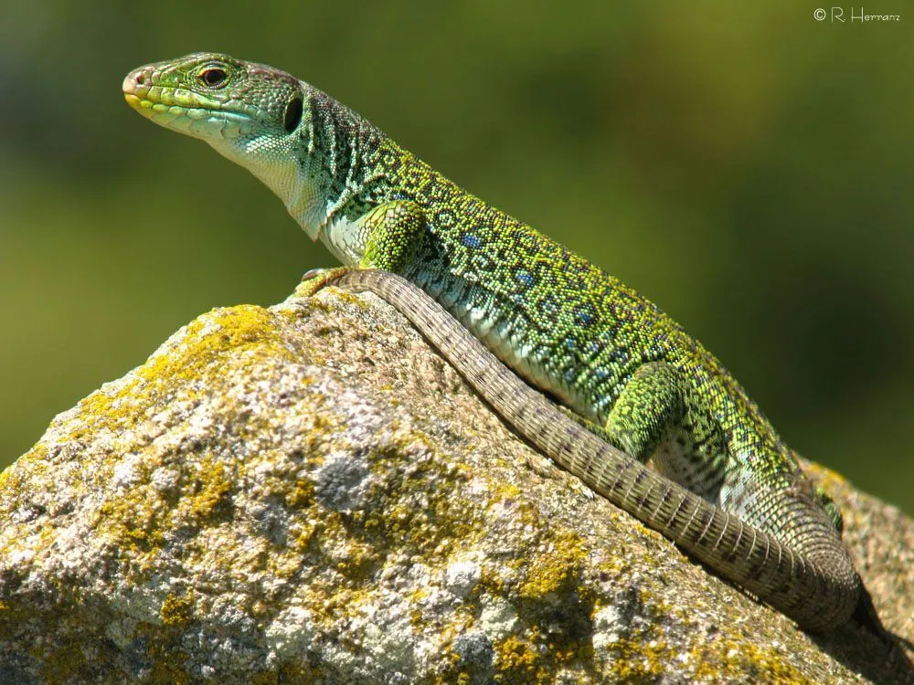 fotosricardo-h: LAGARTO OCELADO - Ocellated Lizard