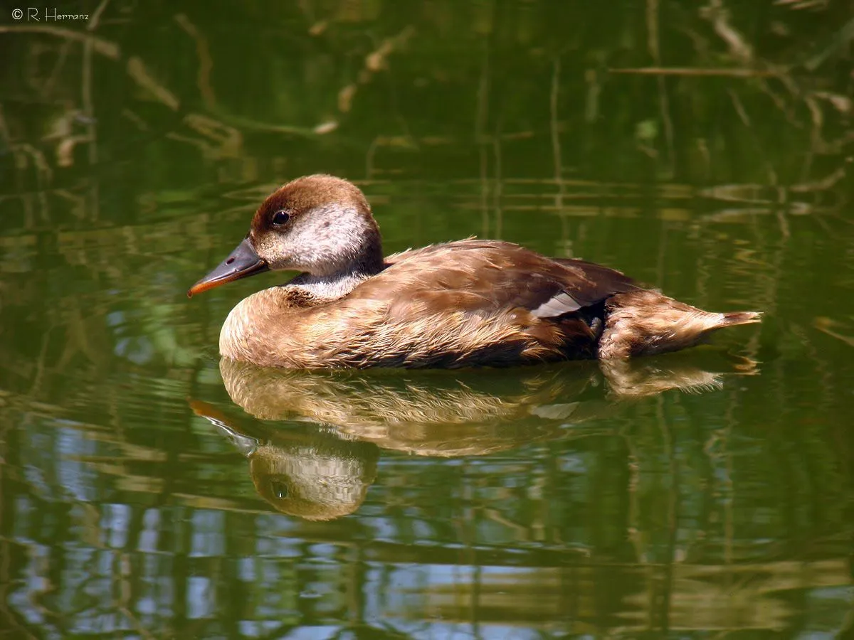 fotosricardo-h: PATO COLORADO I - Red-crested pochard I