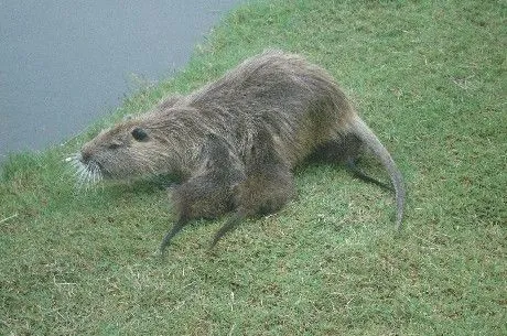 TUS FOTOS/VIDEOS: “Nutrias” COIPO en Talar del Lago, Pacheco ...