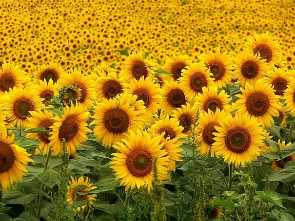 Fototropismo en girasoles | fisiovegetal