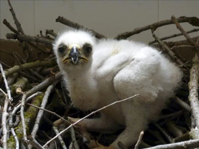 Fracasa la cría del pollo de águila imperial nacido en el Parque ...