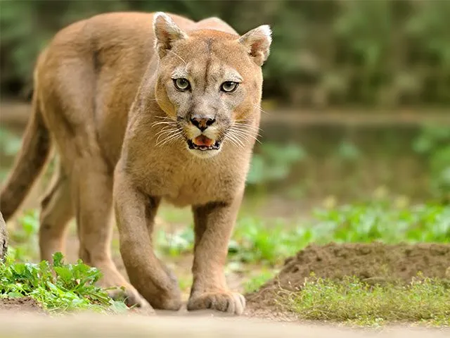 Fracasa el desalojo de un puma Escondido bajo una casa en LA