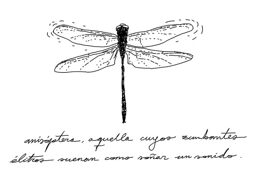 Fran Gaiteiro: la libélula