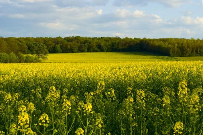 Francia, el campo en primavera | Fragmentos - Diarios