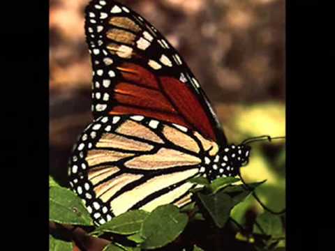 Francisco Orantes Mariposita De Mil Colores . - YouTube