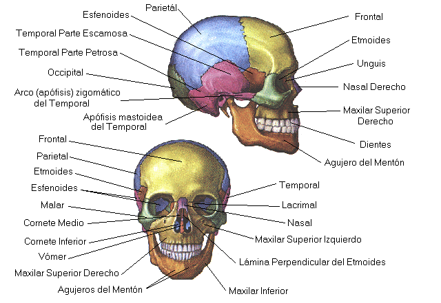 Craneo dibujo - Imagui