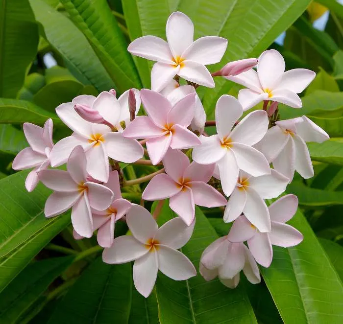 Frangipani, Colorido Árbol de Otoño | Casa Original