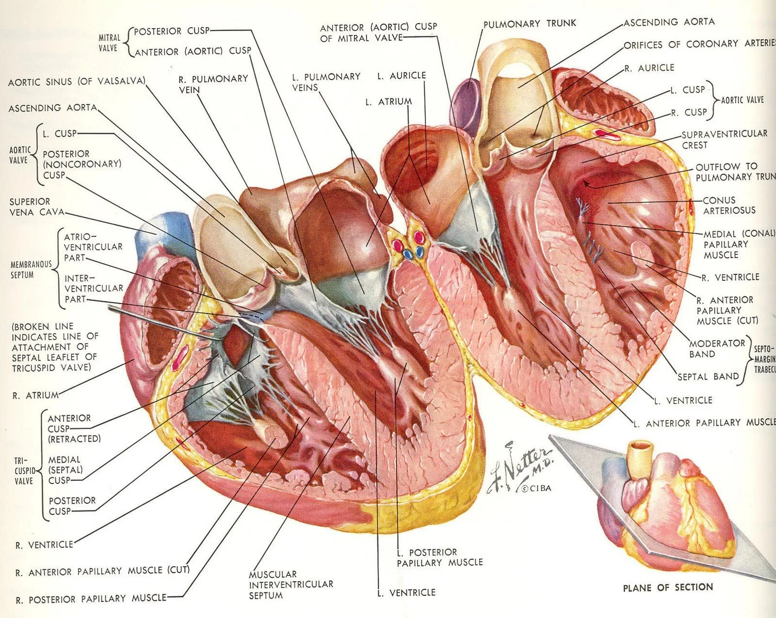 frank h. netter, MD | post-