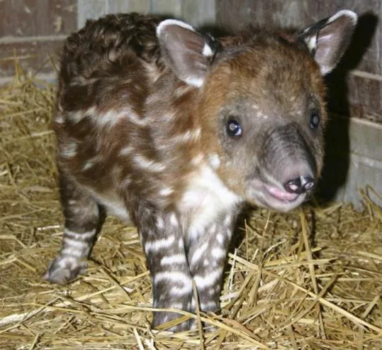 Franklin Park Zoo's new baby tapir is as sweet as Tupelo honey ...