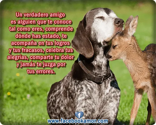 Frases de amistad verdadera para facebook Imagenes Bonitas para ...