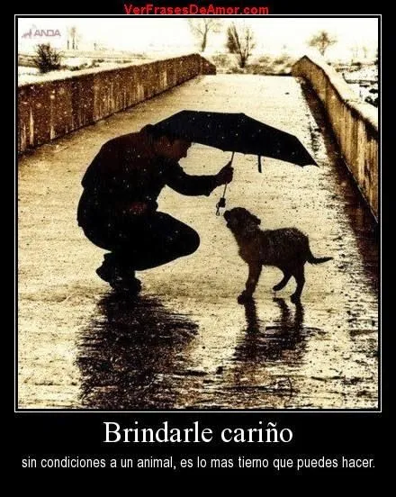 Frases sobre el amor a los animales | Frases de amor