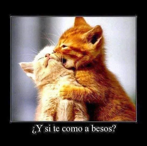 Frases de amor a mi gato | Frases de amor