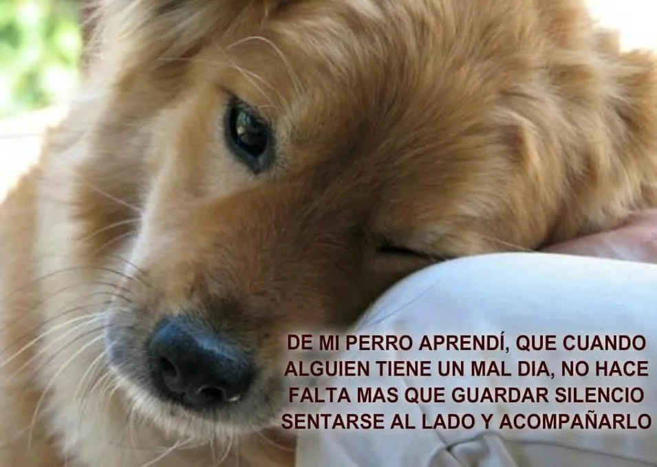 Frases de amor a mi perro | Frases de amor