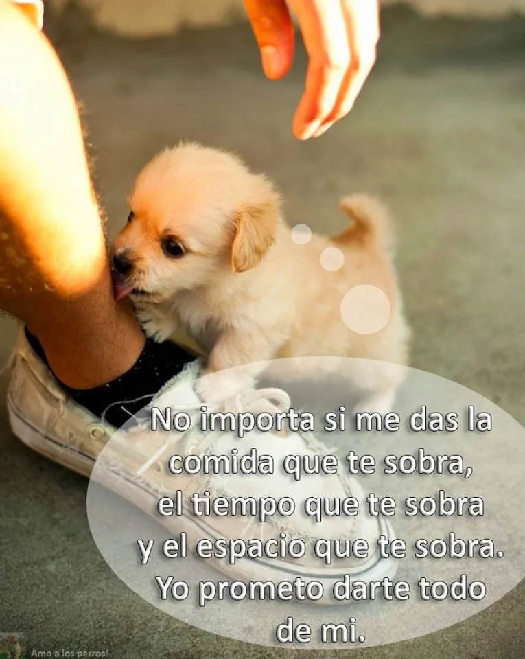 Frases Bonitas Para Facebook: Amo A Los Perros | Frases Sobre Los ...