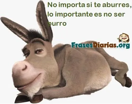 Fotos burros chistosos - Imagui