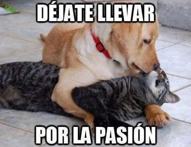 frases chistosas de animales - Google Search | memes de animales ...