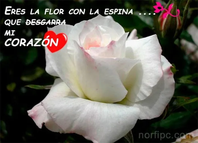 Frases de Facebook, de amor, lindas, para enviar y poner en tu muro