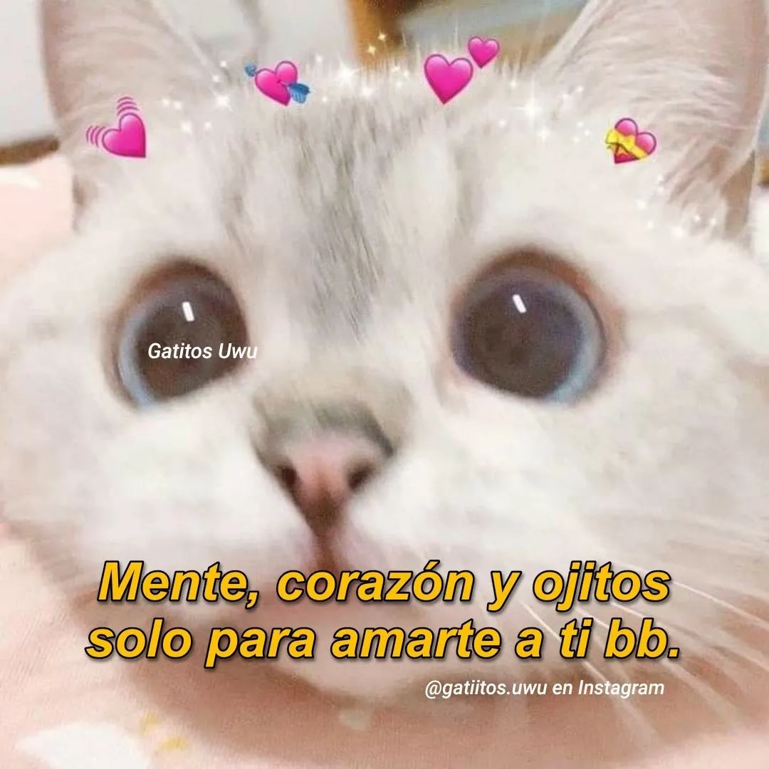 Frases con gatitos | Frases chingonas de amor, Fraces de gatos, Frases  bonitas para novios