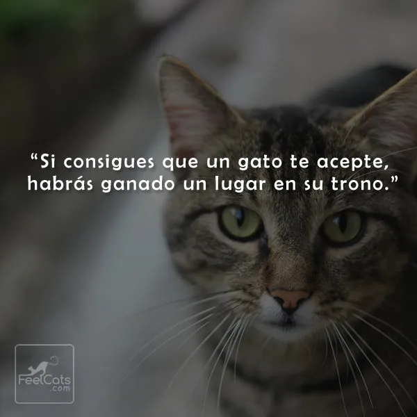 Frases de Gatos, graciosas y bonitas con imágenes | FeelCats