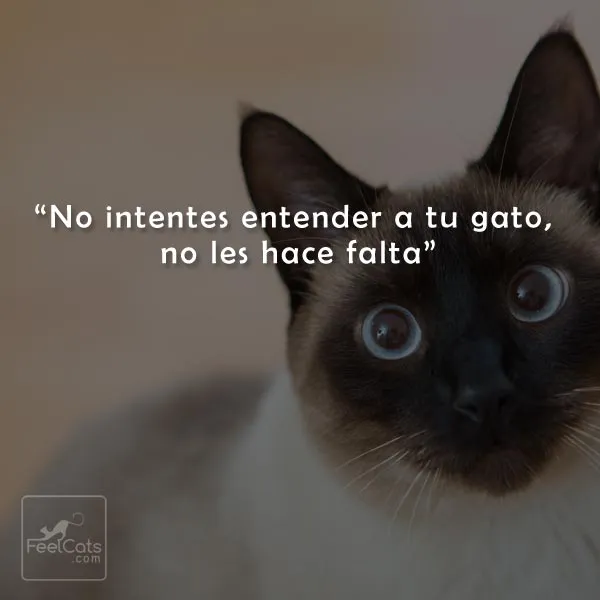 Frases de Gatos, graciosas y bonitas con imágenes | FeelCats