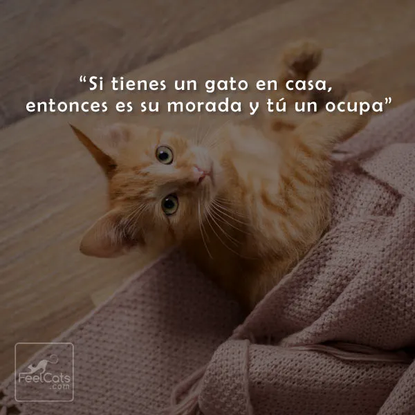 Frases de Gatos, graciosas y bonitas con imágenes | FeelCats