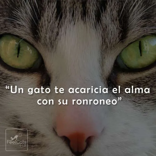 Frases de Gatos, graciosas y bonitas con imágenes | FeelCats