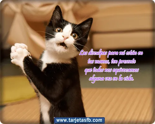 CON FRASES PARA GATOS - Imagui