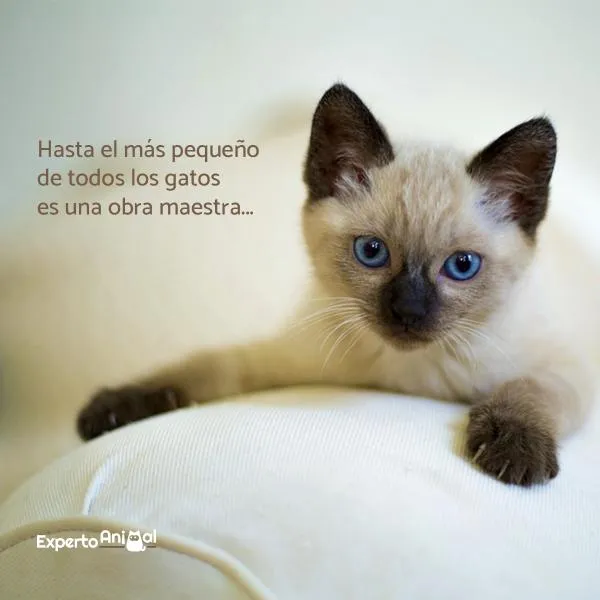 Frases de gatos - ¡Más de 60 ideas para inspirarte!