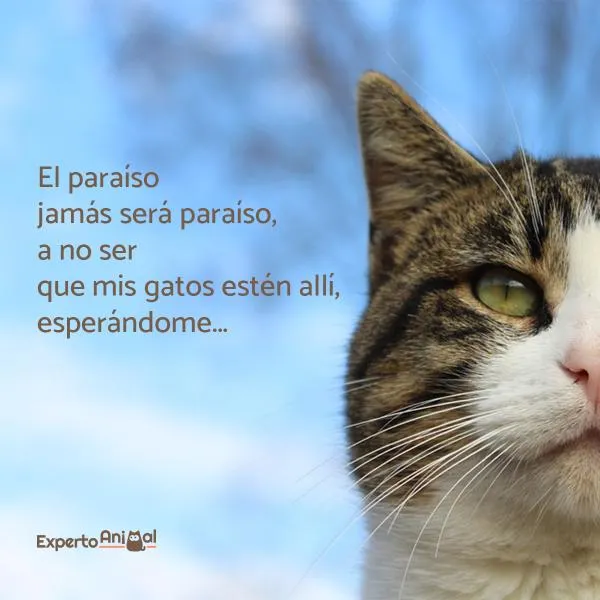 Frases de gatos - ¡Más de 60 ideas para inspirarte!