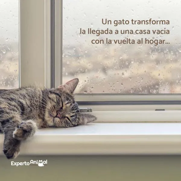 Frases de gatos - ¡Más de 60 ideas para inspirarte!