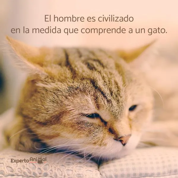 Frases de gatos - ¡Más de 60 ideas para inspirarte!