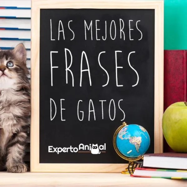 Frases de gatos - ¡Más de 60 ideas para inspirarte!