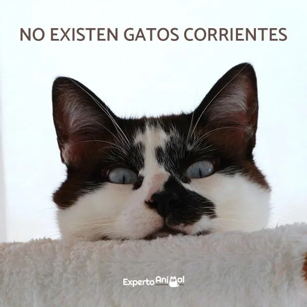 Frases de gatos - ¡Más de 60 ideas para inspirarte!