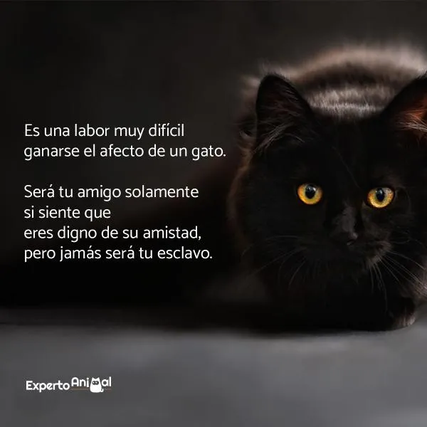 Frases de gatos - ¡Más de 60 ideas para inspirarte!