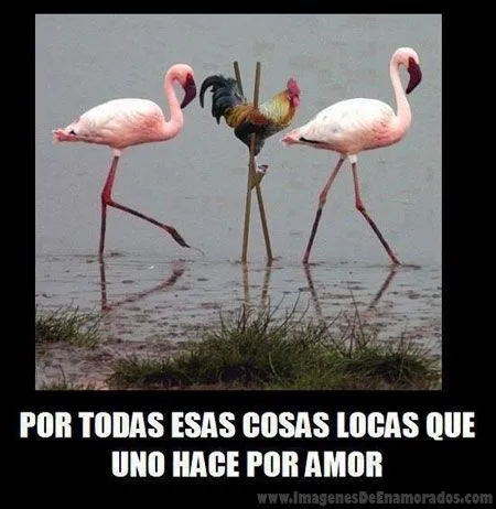 Gallos | Imagenes De Enamorados