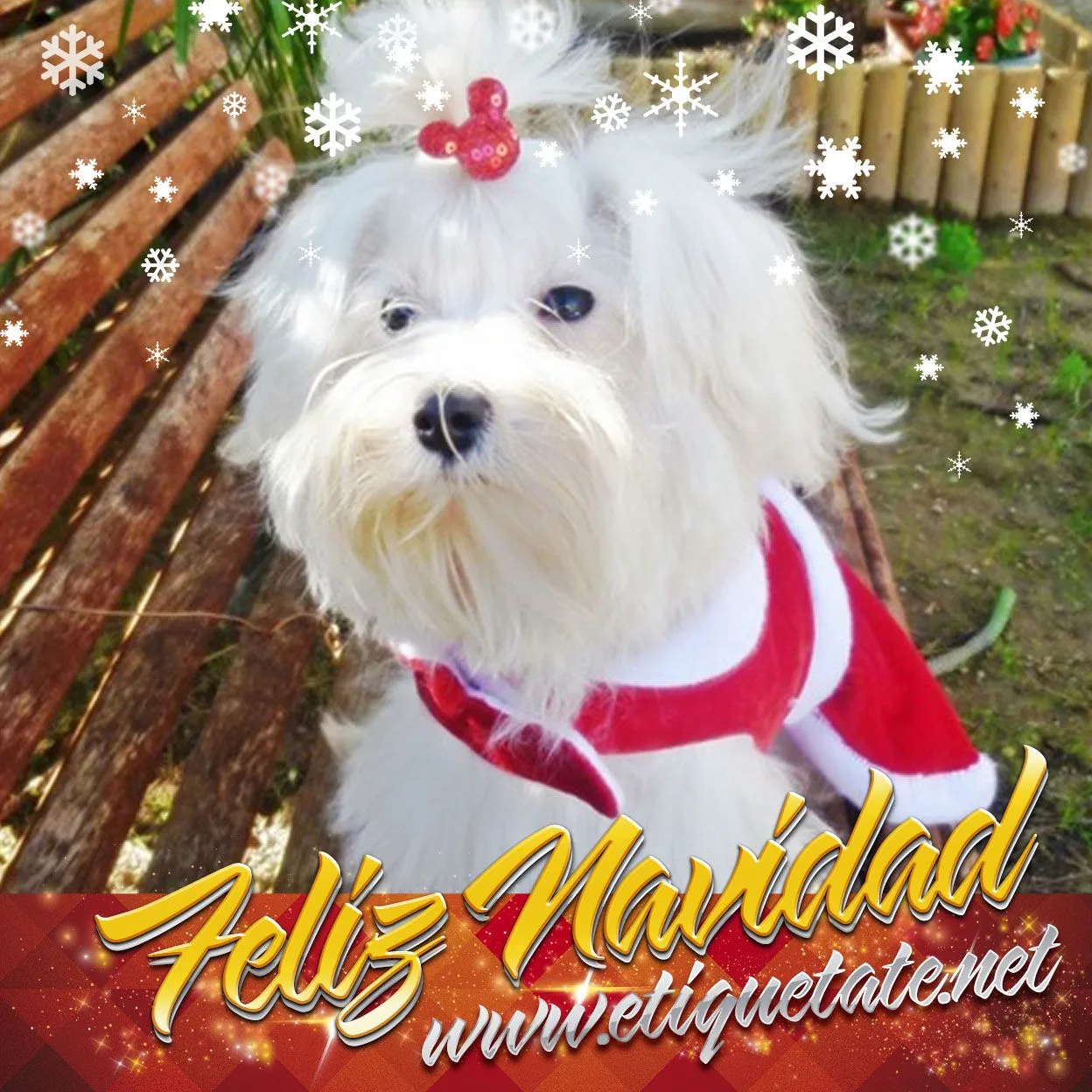 Frases e imágenes navideñas de Cachorritos para compartir en Facebook