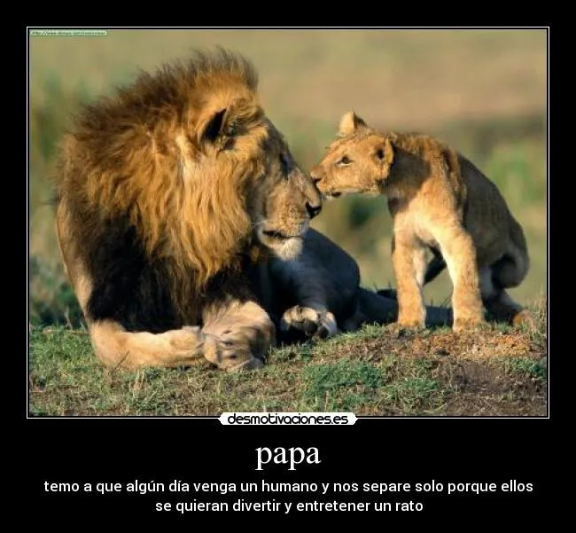 Imagenes de leones con frases - Imagui