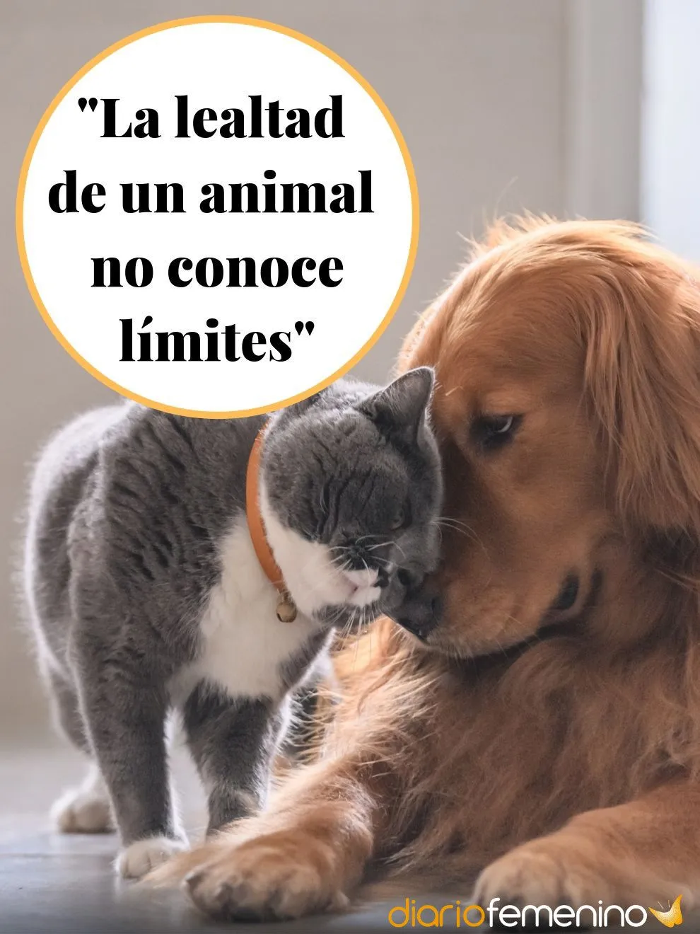 Las frases más lindas sobre el amor por los animales