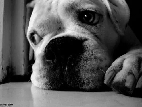 Fred meu boxer branco / Fred my white boxer - a photo on Flickriver