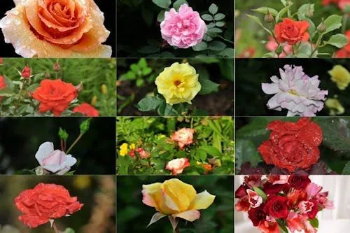 Free Image Bank: Rosas de colores para el 10 de mayo X (12 fotos)