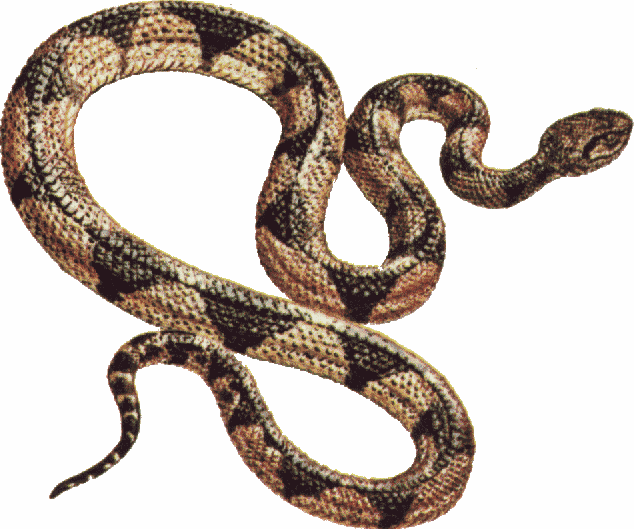 Free Snake Pictures - Cliparts.co