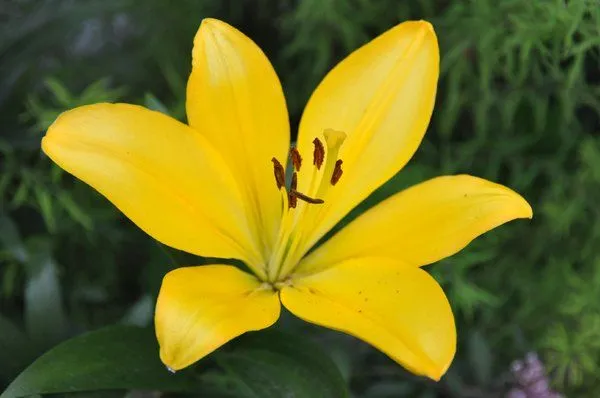 Free stock photos - high quality stock images | Yellow lilium ...