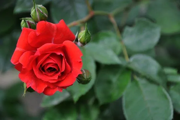 Free stock photos - high quality stock images | Red rose | Lusmi82 ...