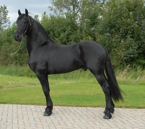 2 freisian caballo negro para la adopción - Mendoza, Argentina ...