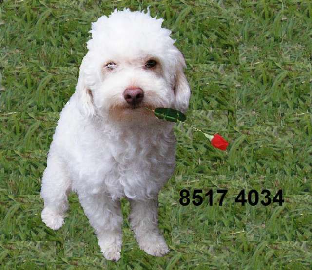 French poodle para salto busco novias! - San José, Costa Rica ...