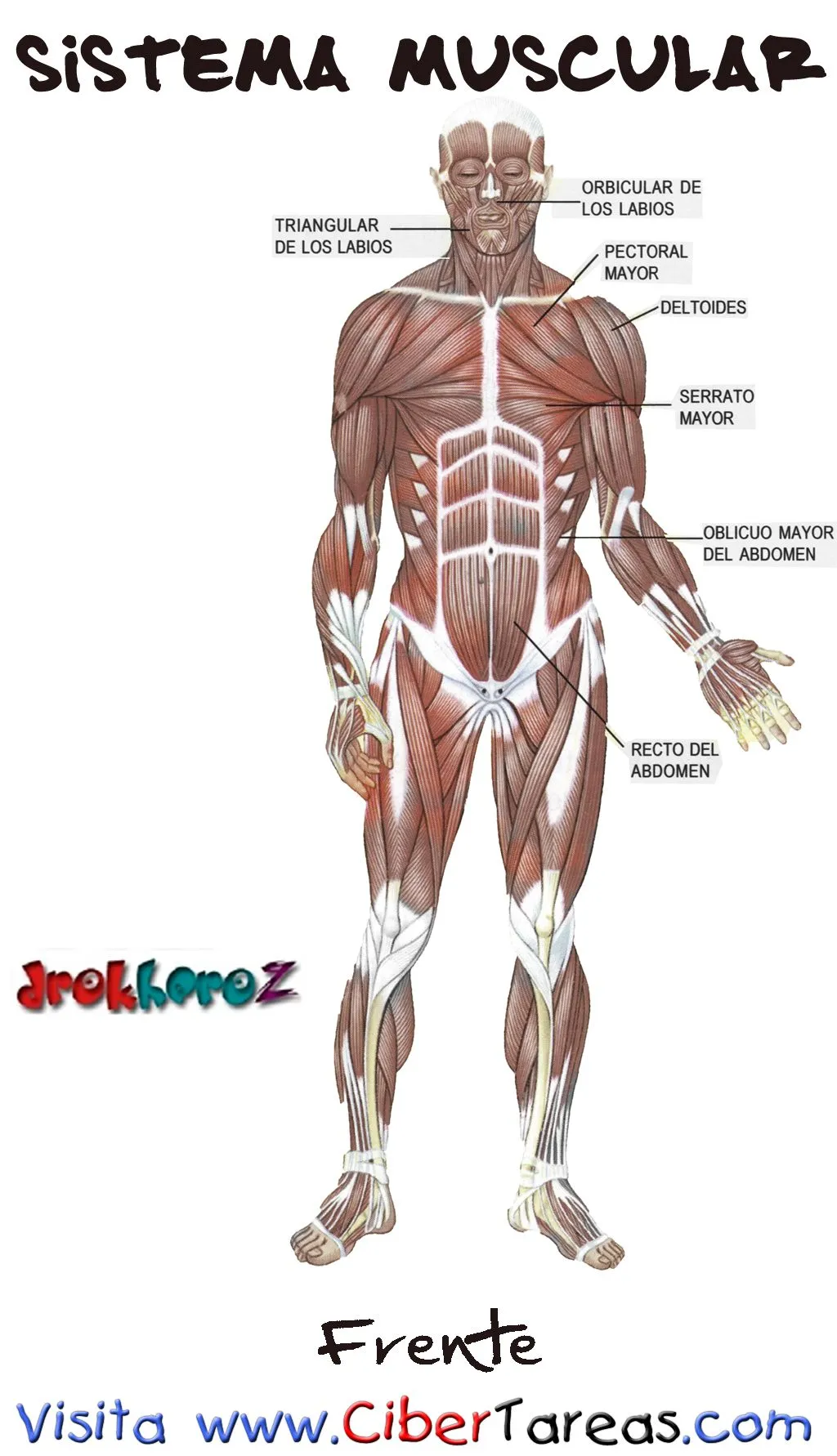 Frente - Sistema Muscular - CiberTareas