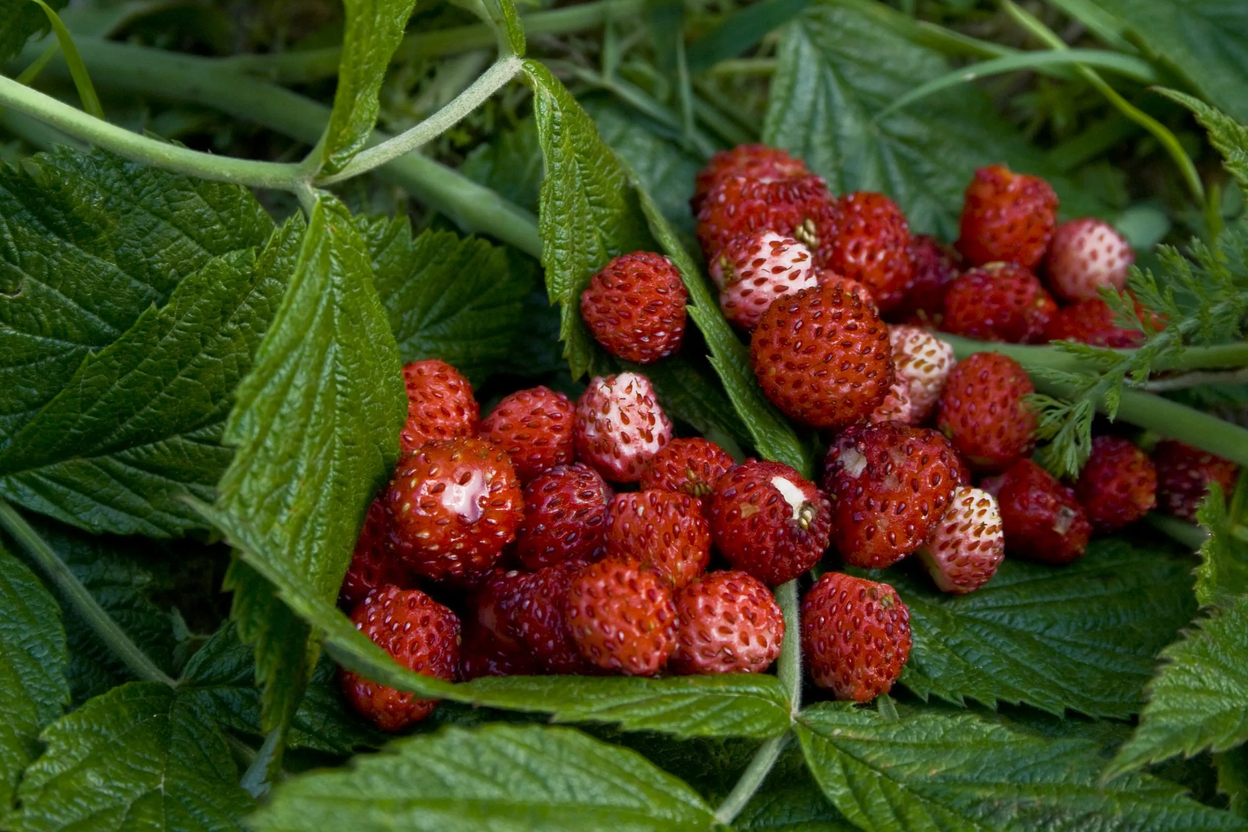 fresas silvestres | Flickr - Photo Sharing!