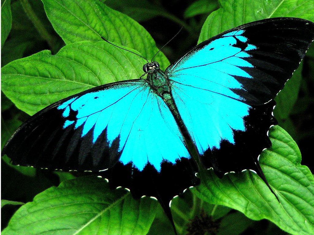 FREZAGUE: BELLAS MARIPOSAS WALLPAPERS